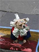 money-dog2