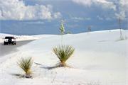 yucca-roadside1