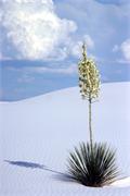 yucca11