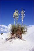 yucca3