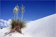 yucca4