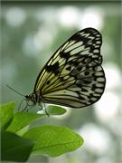 white-butterfly-closeup