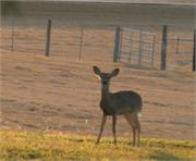 deer-field