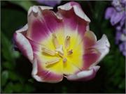 flower-closeup